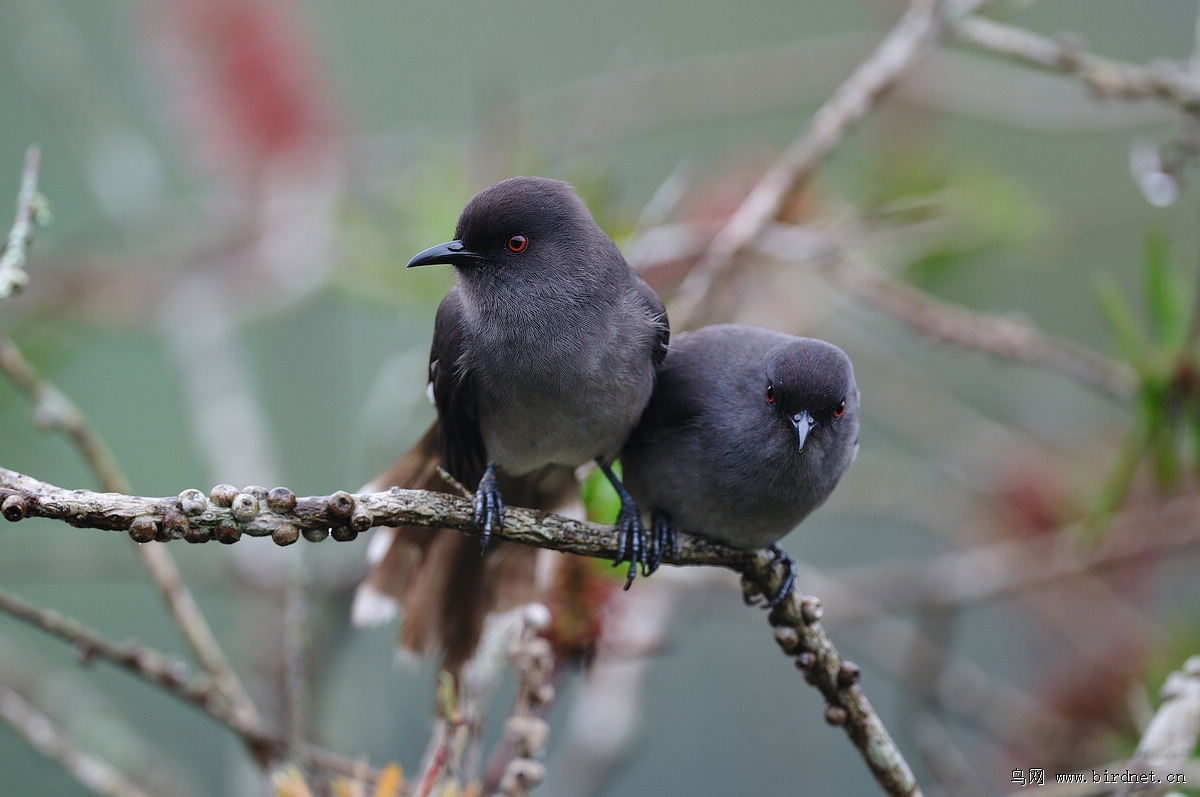 ��β����