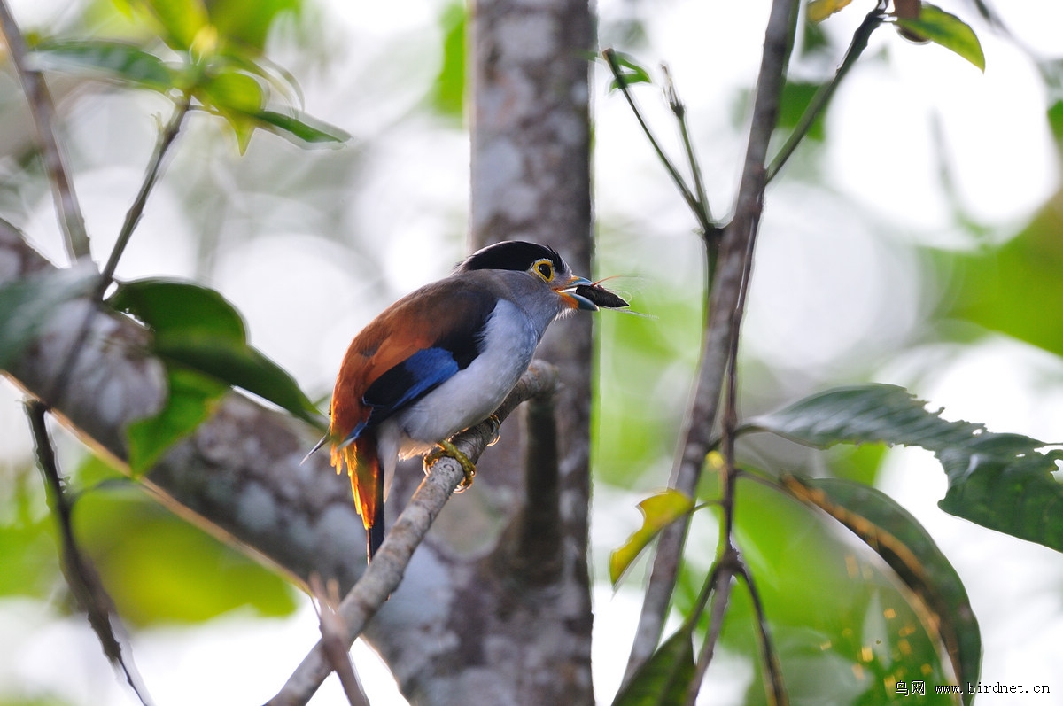 ����˿����