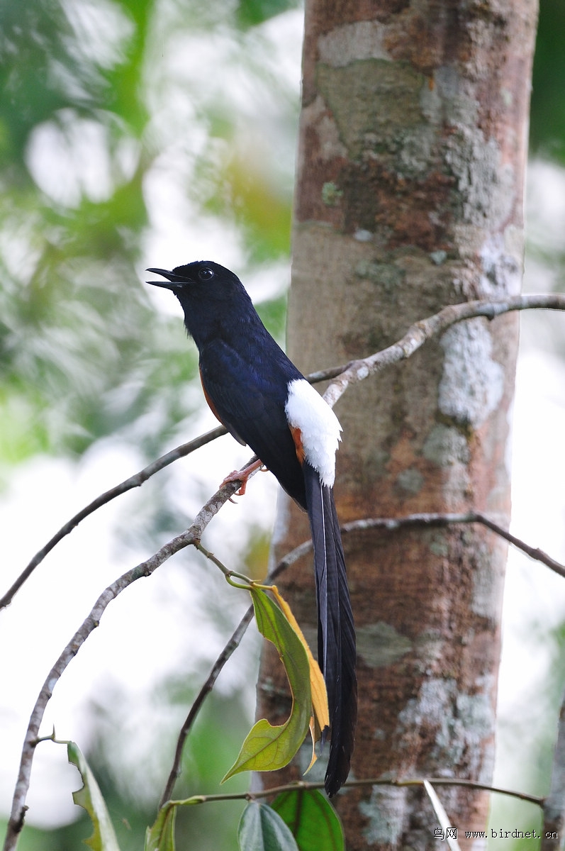 ����ȵ𶣨�ۣ�