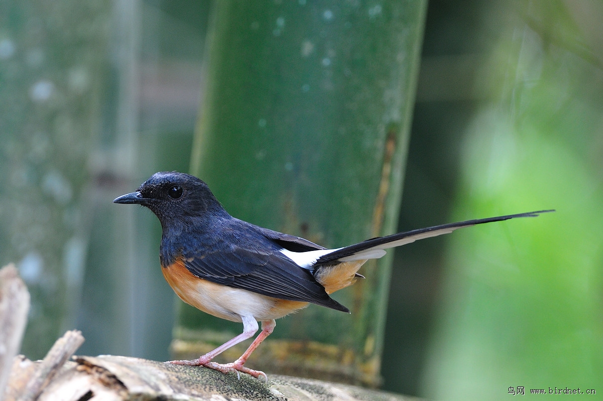 ����ȵ𶣨�ƣ�