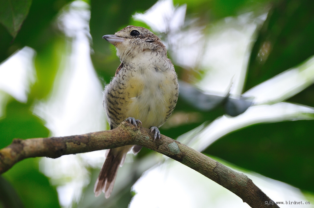 ���Ʋ�������