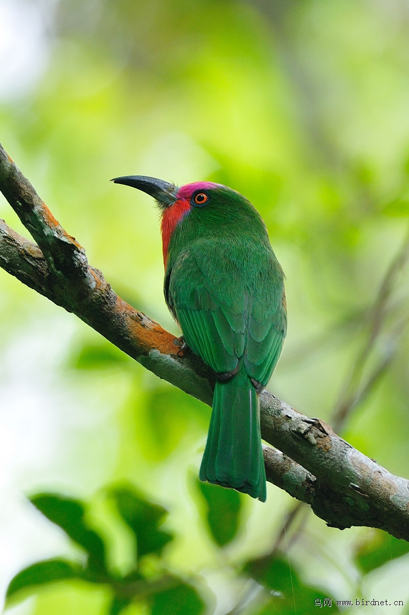 ����ҹ�仢