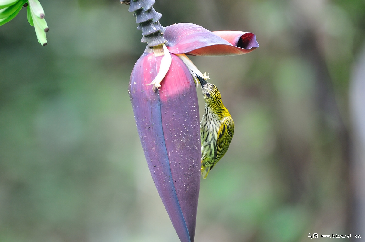 �Ʊ�������