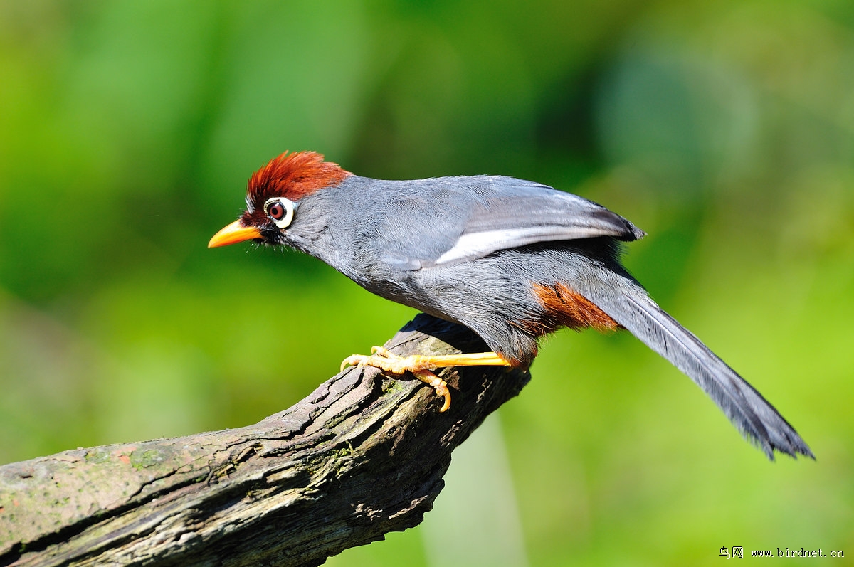 ��ͷ����