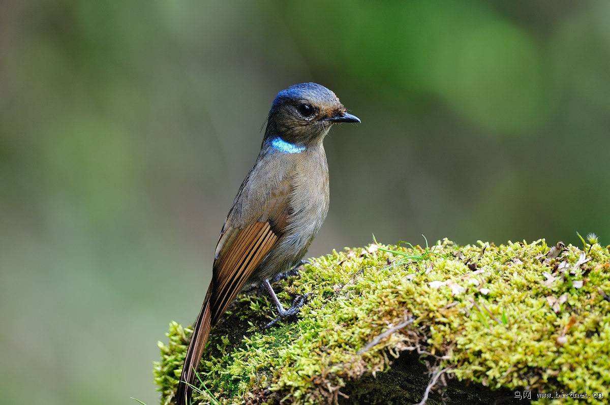 �����l����