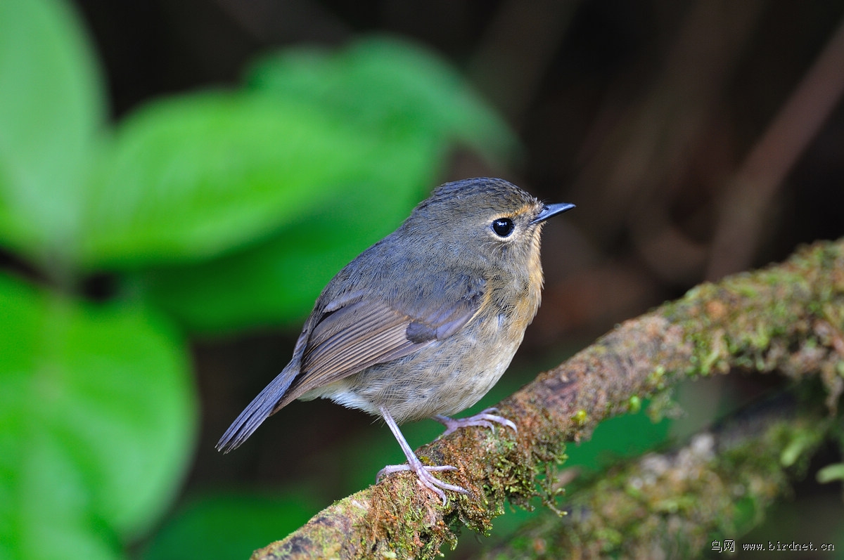 ���������l���ƣ�