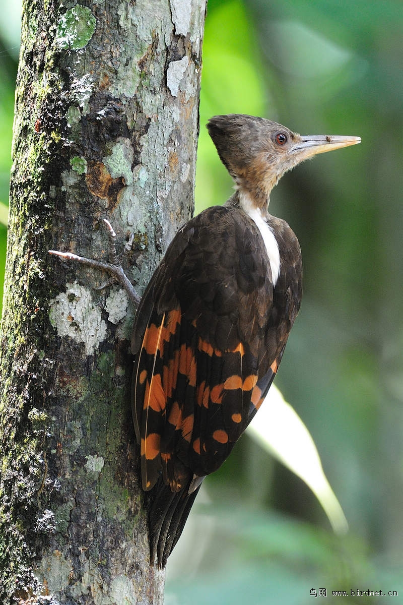 �ȱ���ľ�񣨴ƣ�