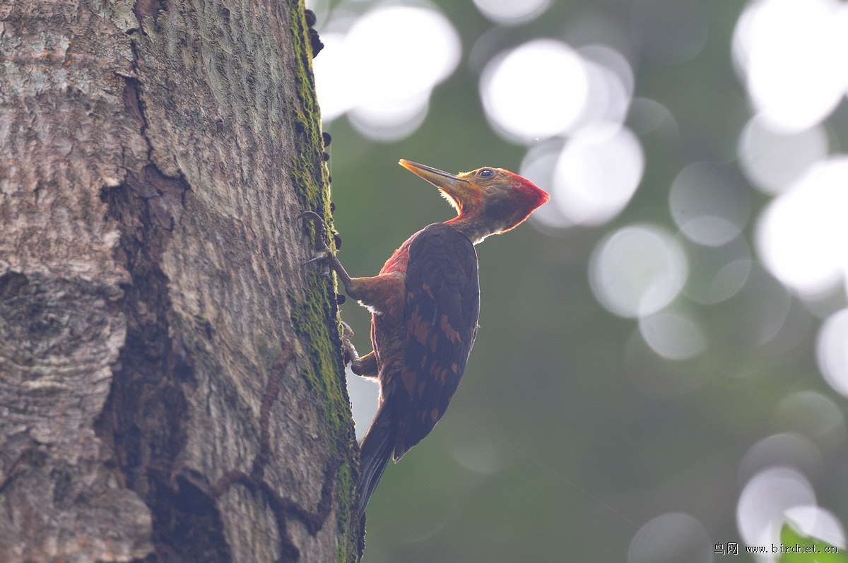 �ȱ���ľ���ۣ�