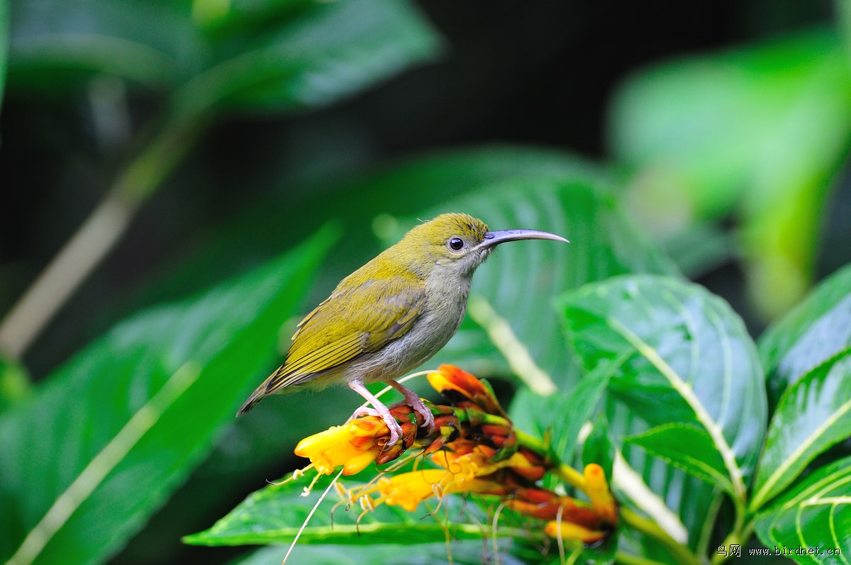 ��ɫ������