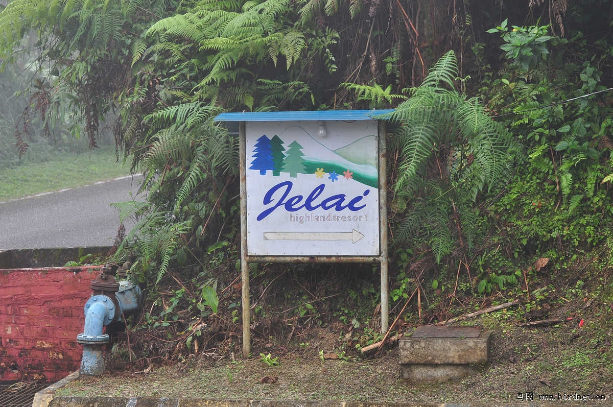 ��¡��ɽ��������Ƶ�JELAI RESORT