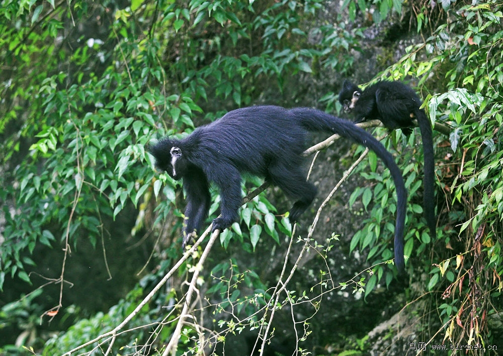 一组黑叶猴 - 野生动物版鸟网