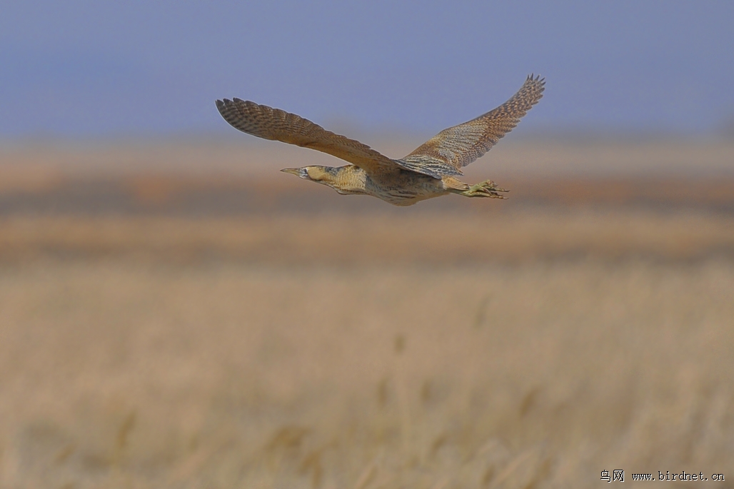 大麻鳽【水骆驼】