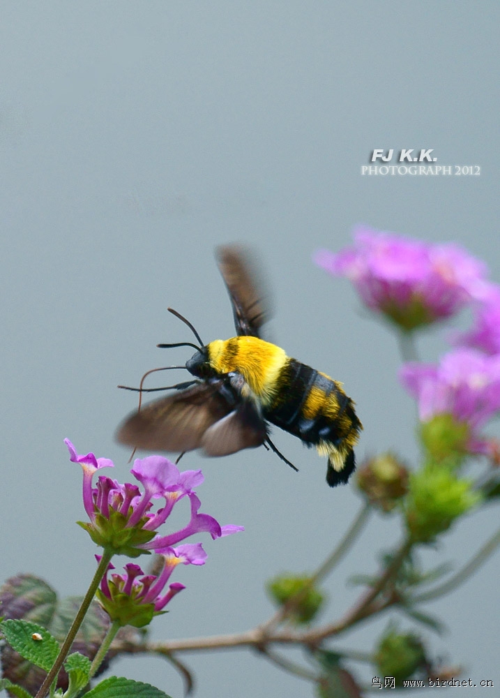 木蜂天蛾图片