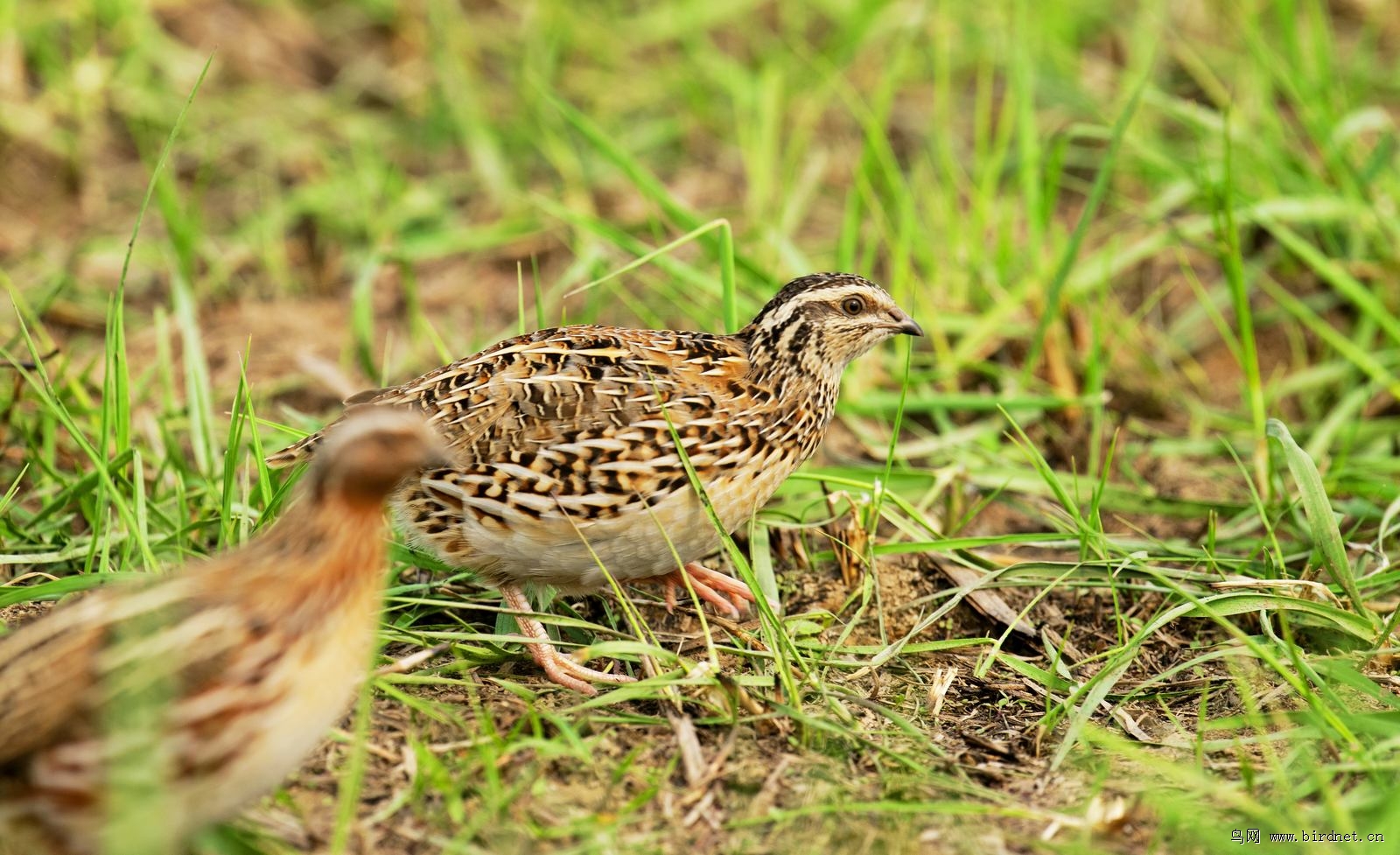 一对小鹌鹑.
