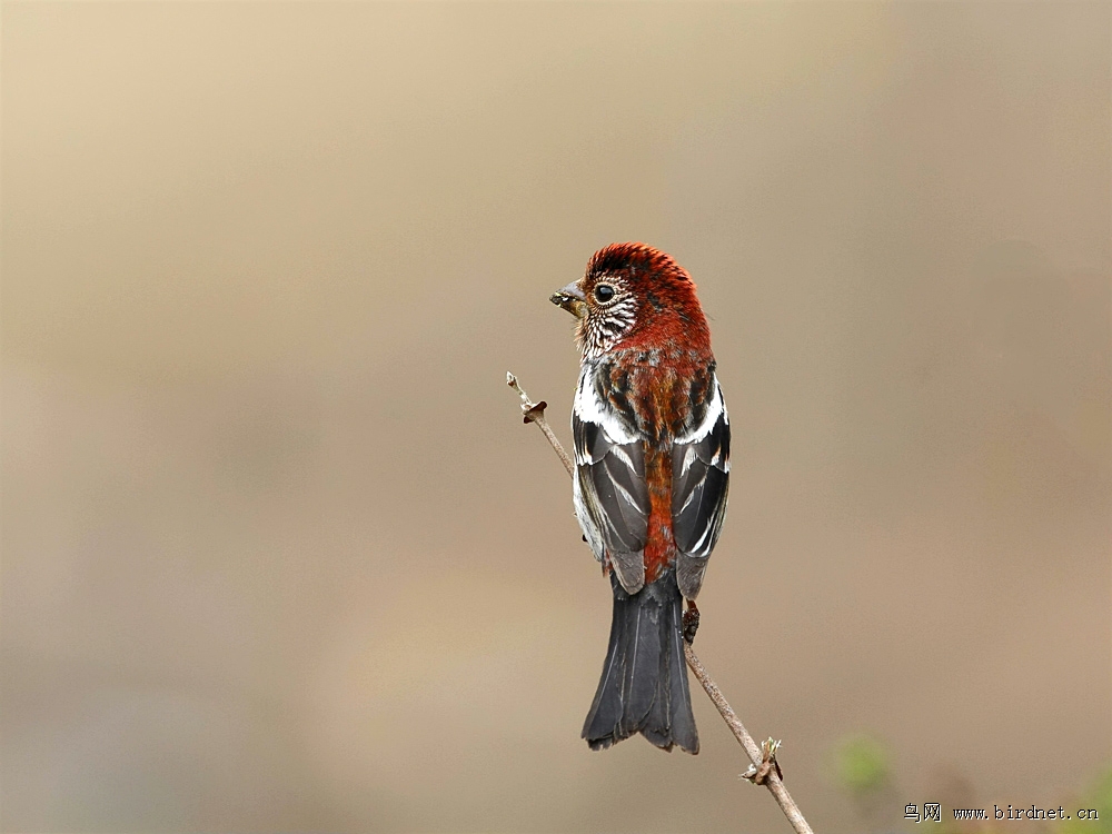 斑翅朱雀 - 林鸟版 forest birds 鸟网