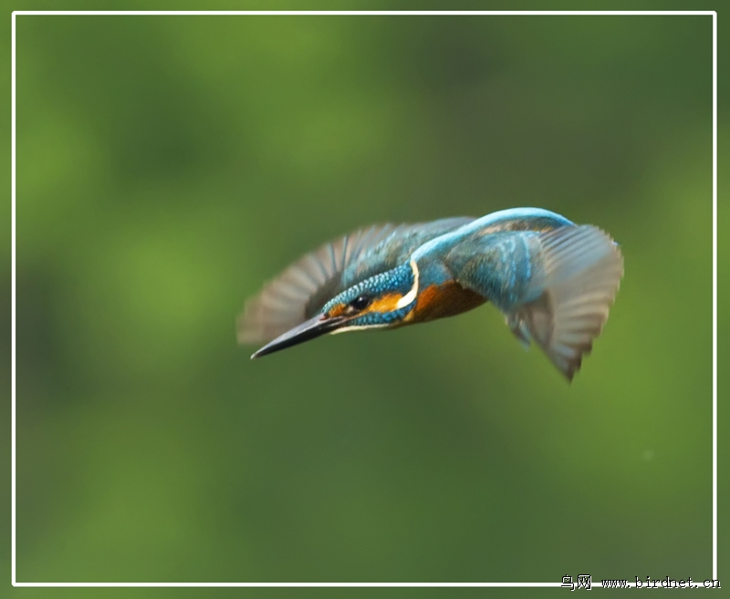 俯冲的翠鸟
