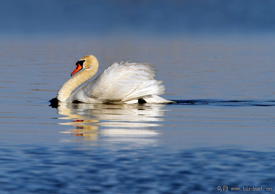 乌梁素海的疣鼻天鹅