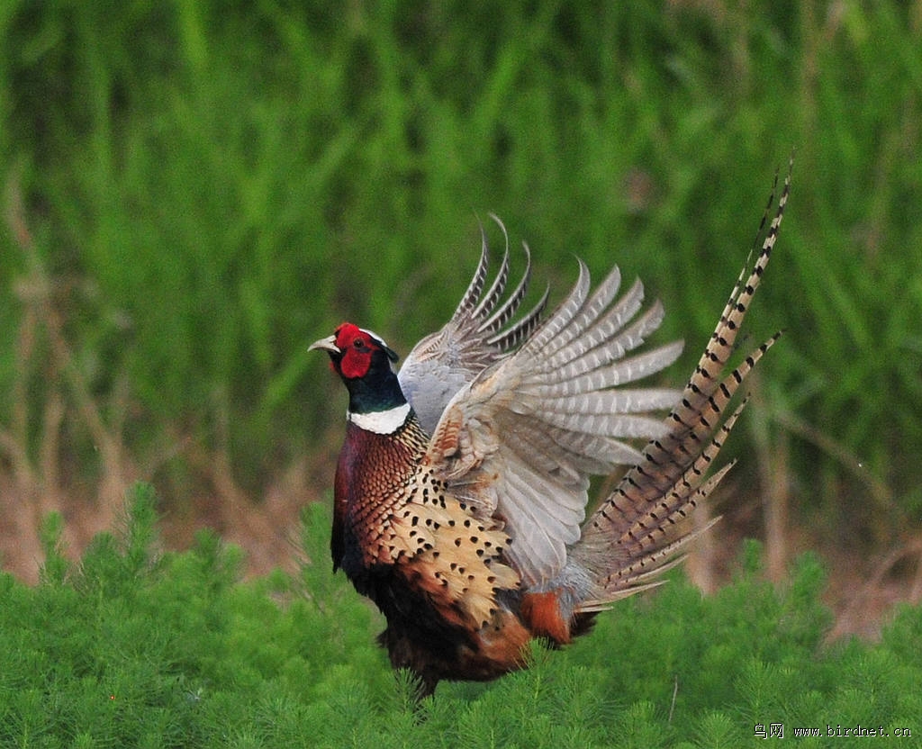 白颈雉鸡