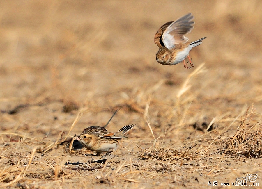 (更新)请527老师鉴定短趾百灵