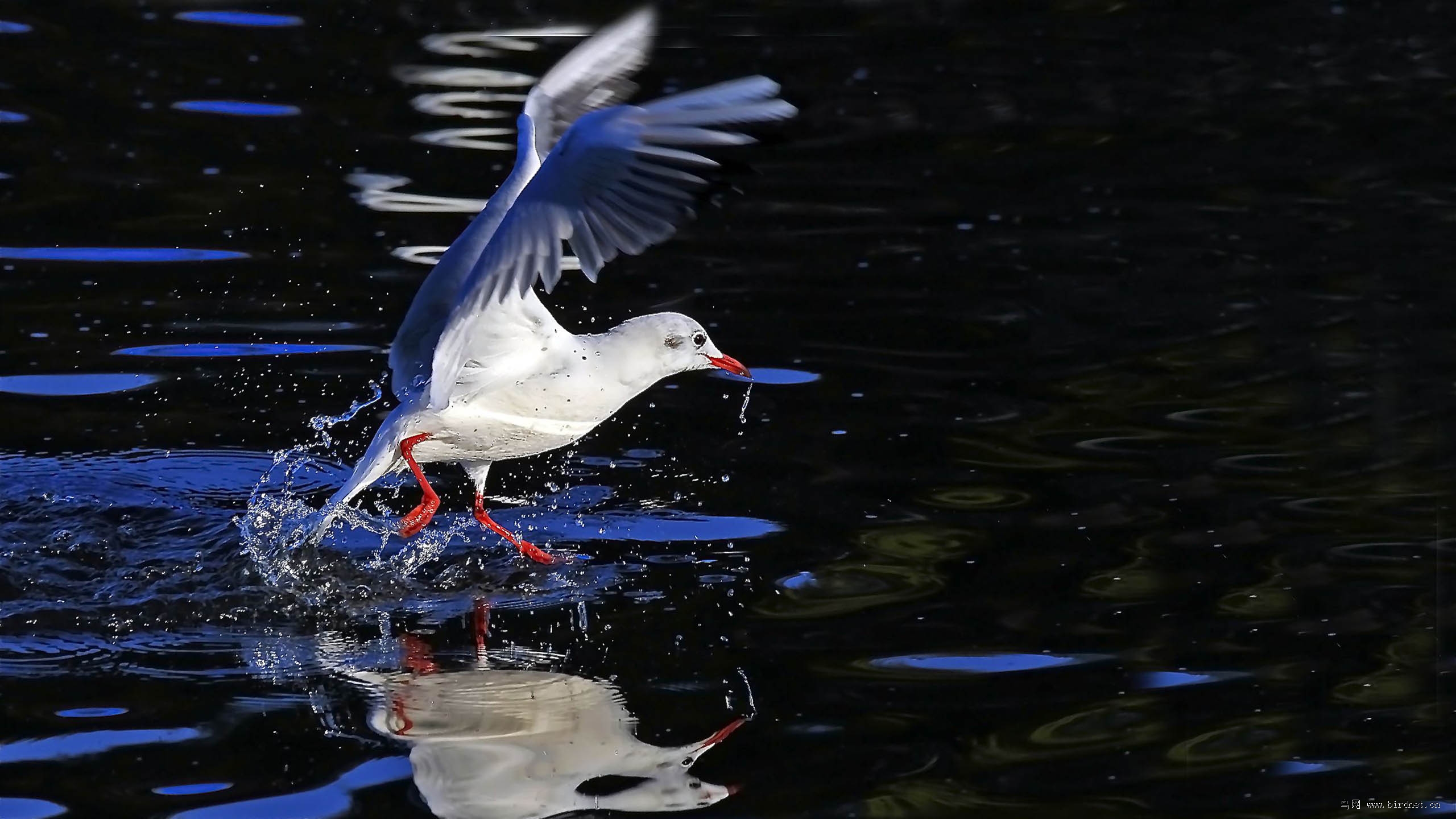 踏破铁鞋无觅处得来全不费工夫打一动物 72729620319554.jpg