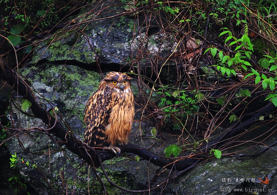 褐渔鸮鱼鸮现拍现发