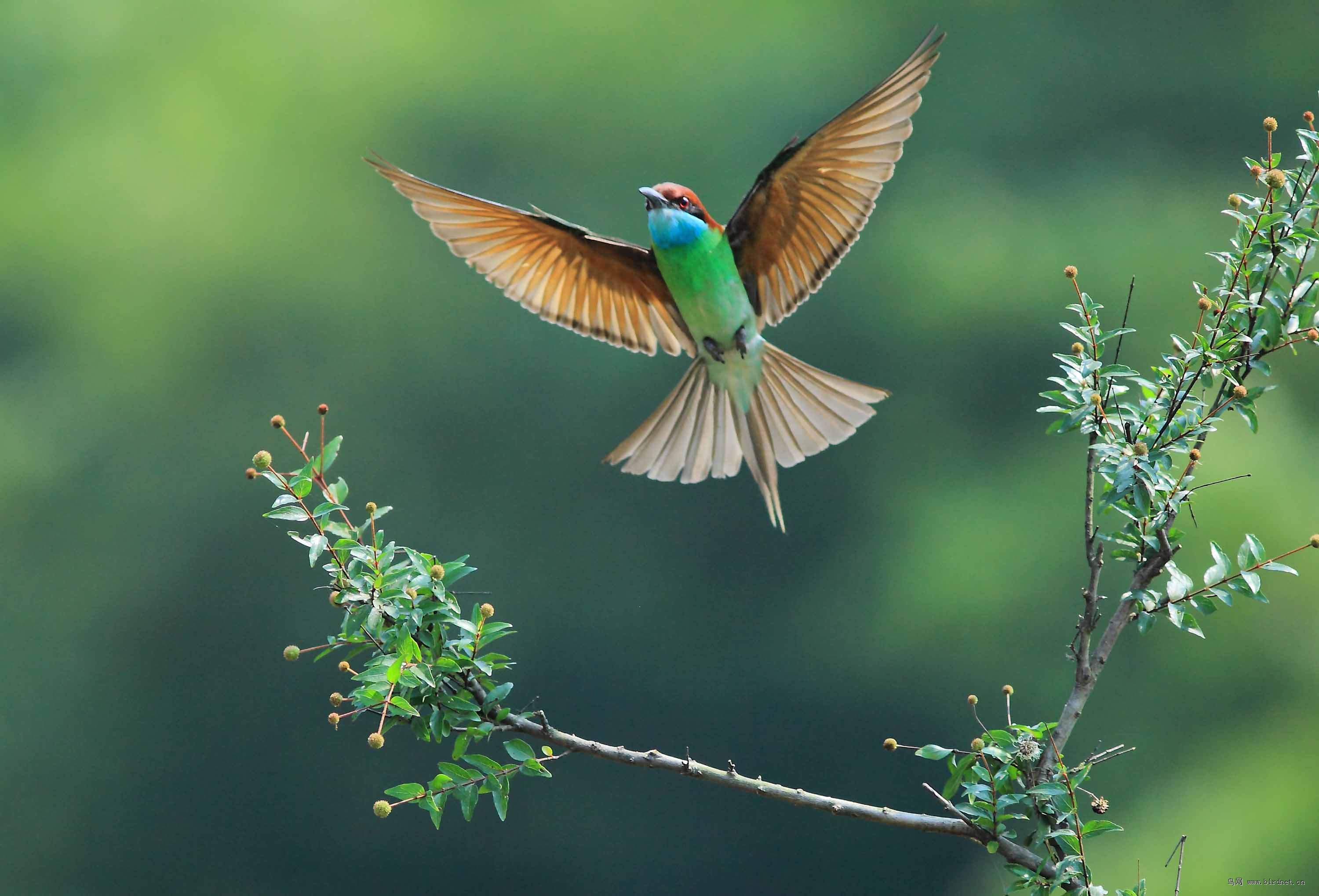 蓝喉蜂虎蜂虎展翅图