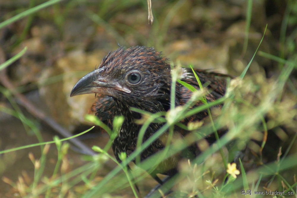 沐浴中的褐翅鸦鹃幼鸟