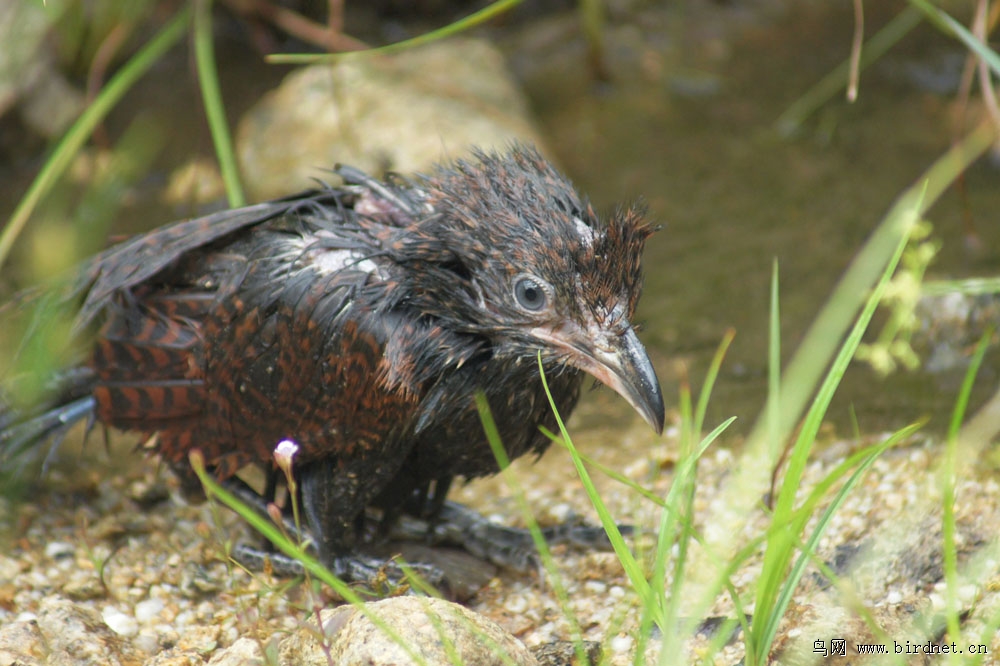 沐浴中的褐翅鸦鹃幼鸟