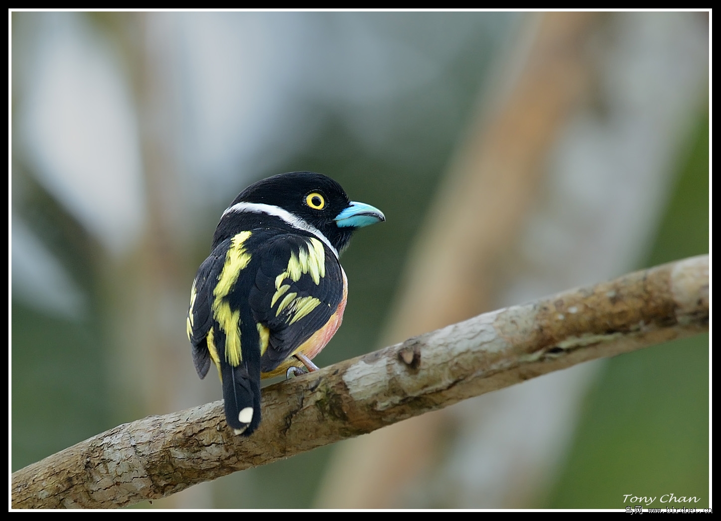 黑黄阔嘴鸟贺福建版越十二万贴黑黄濶嘴鸟