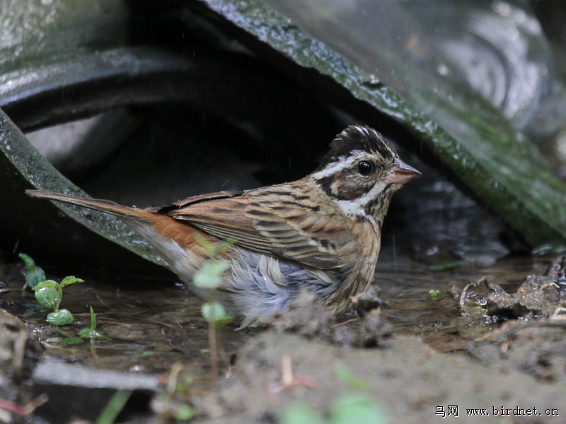 白眉鹀——俗称五道眉