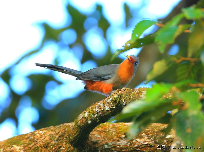 (黑黄阔嘴鸟)婆罗洲?沙巴:一个奇特靓丽的鸟世界