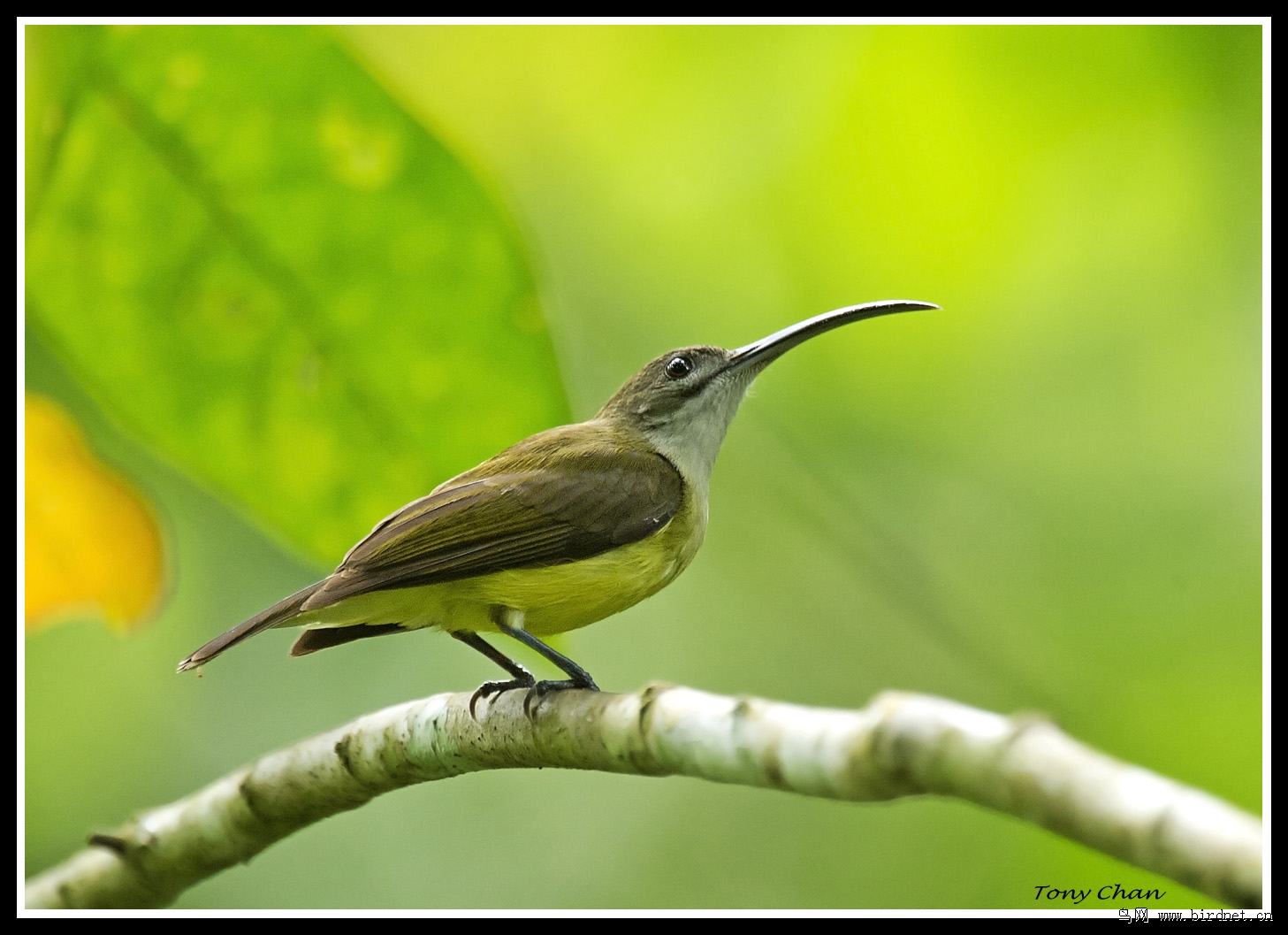 长嘴捕蛛鸟紫颊太阳鸟