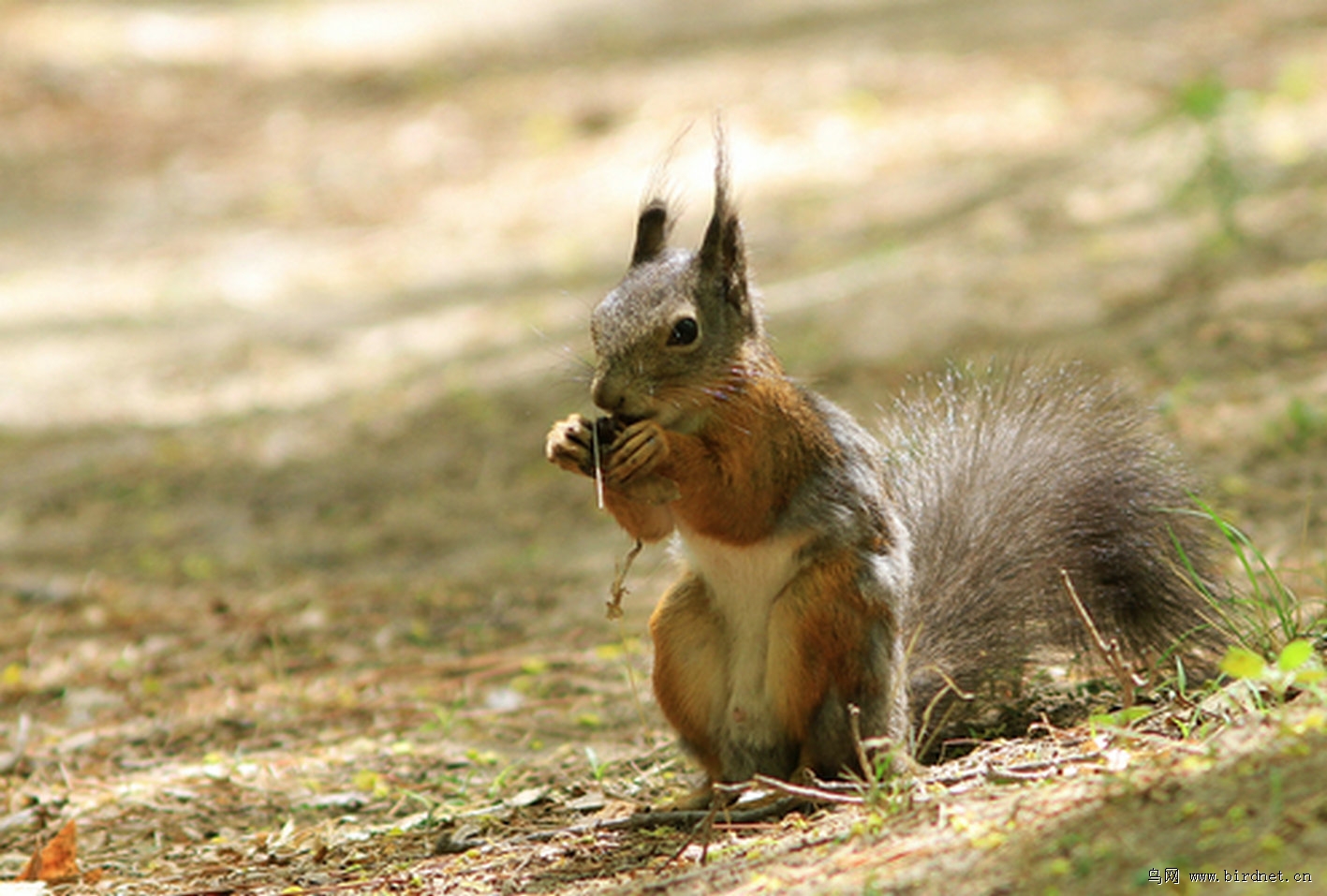 一只觅食的松鼠