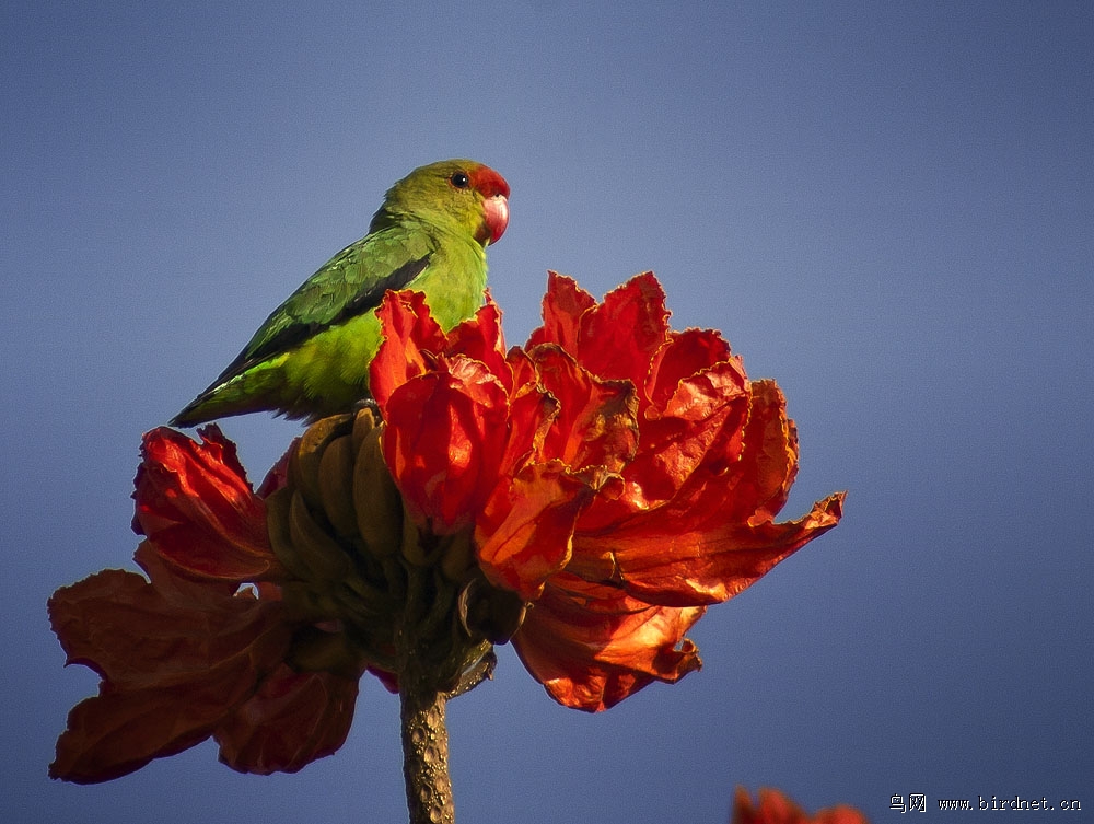 黑翅情侣鹦鹉 (雄)