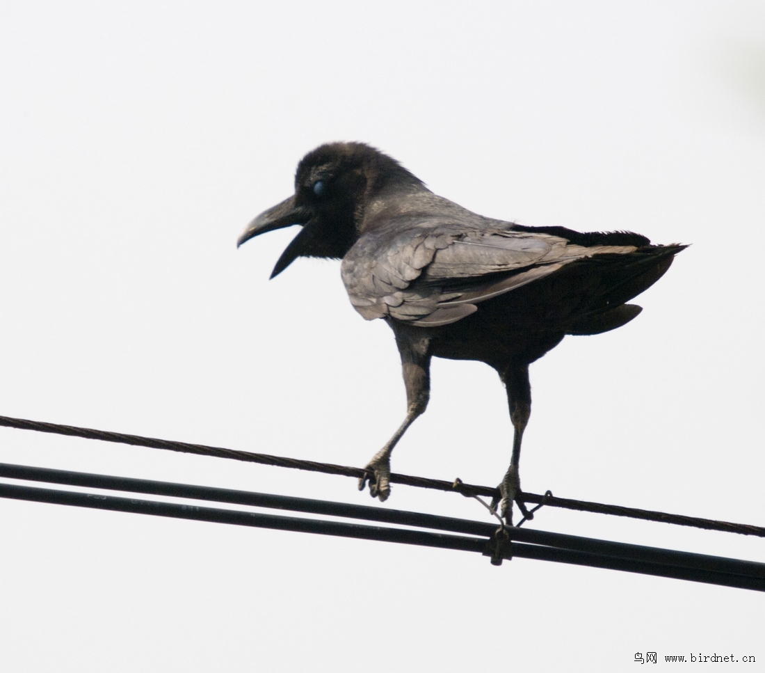 大嘴乌鸦