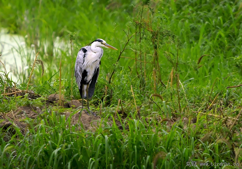 草鹭苍鹭
