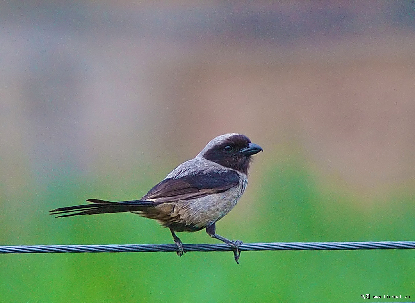 黑脸张飞变异伯劳