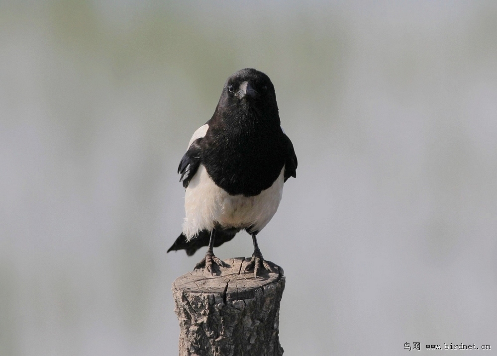 一只喜鹊的正面像
