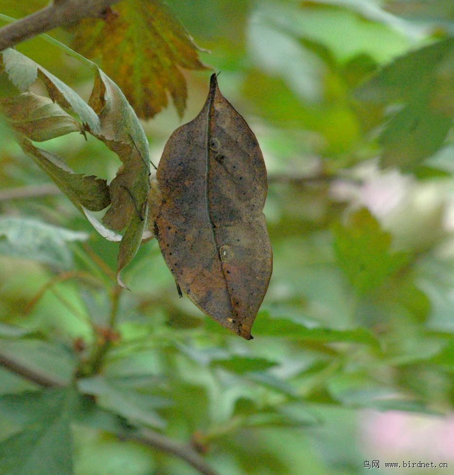 伪装大师枯叶蝶