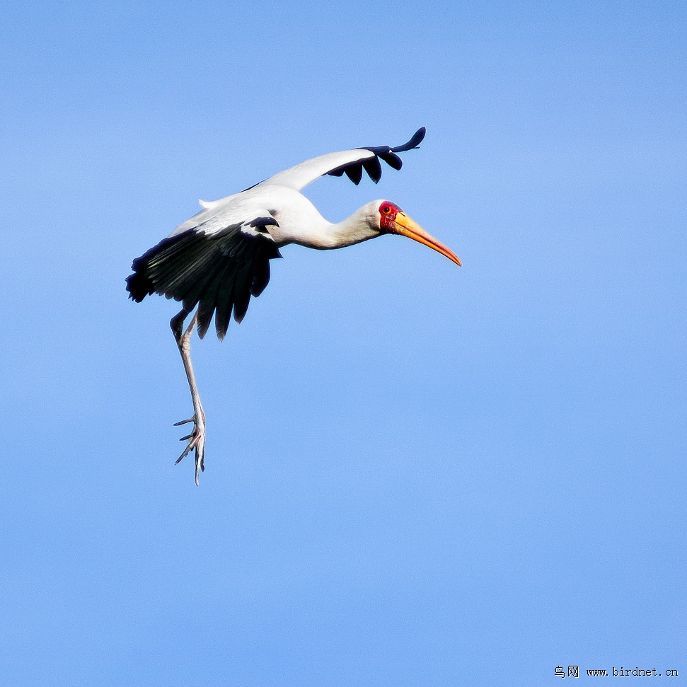 黄嘴鹮鹳 空中芭蕾
