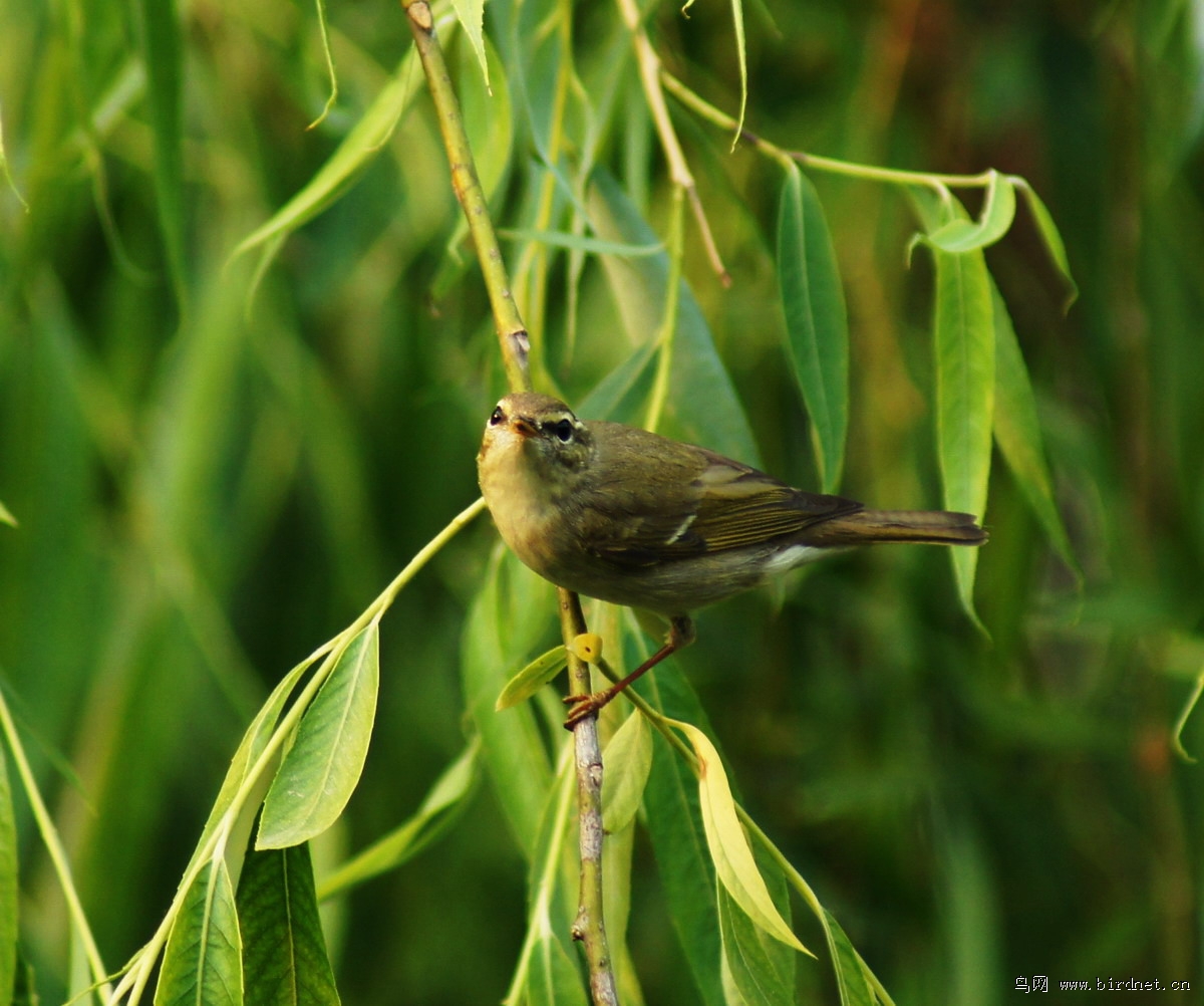 两种柳茑,请教确切名称