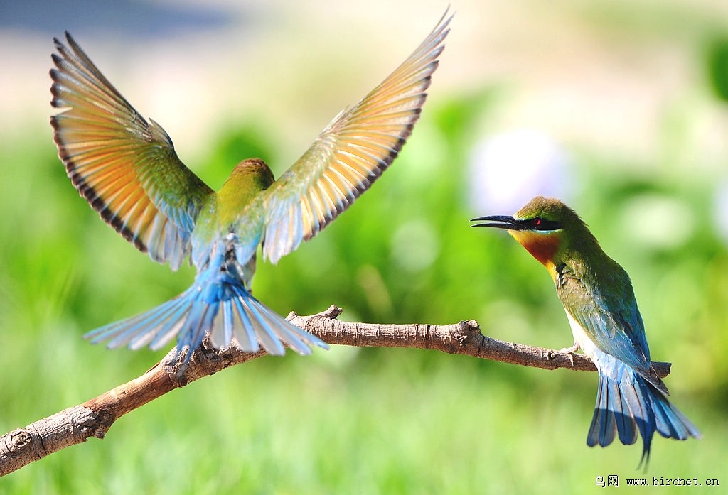 栗喉蜂虎幸福鸟图栗喉蜂虎