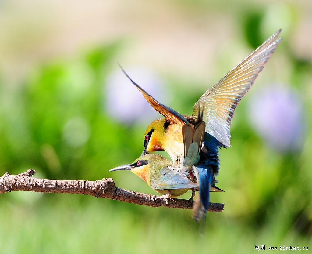 栗喉蜂虎幸福鸟图栗喉蜂虎