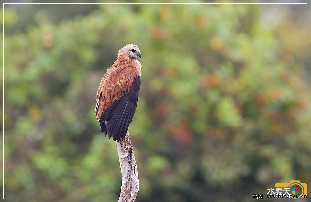 黑头美洲鹫鸟的天堂鸟人的圣地