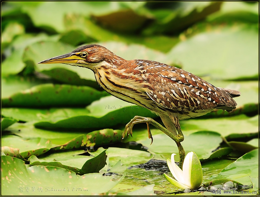 紫背苇鳽