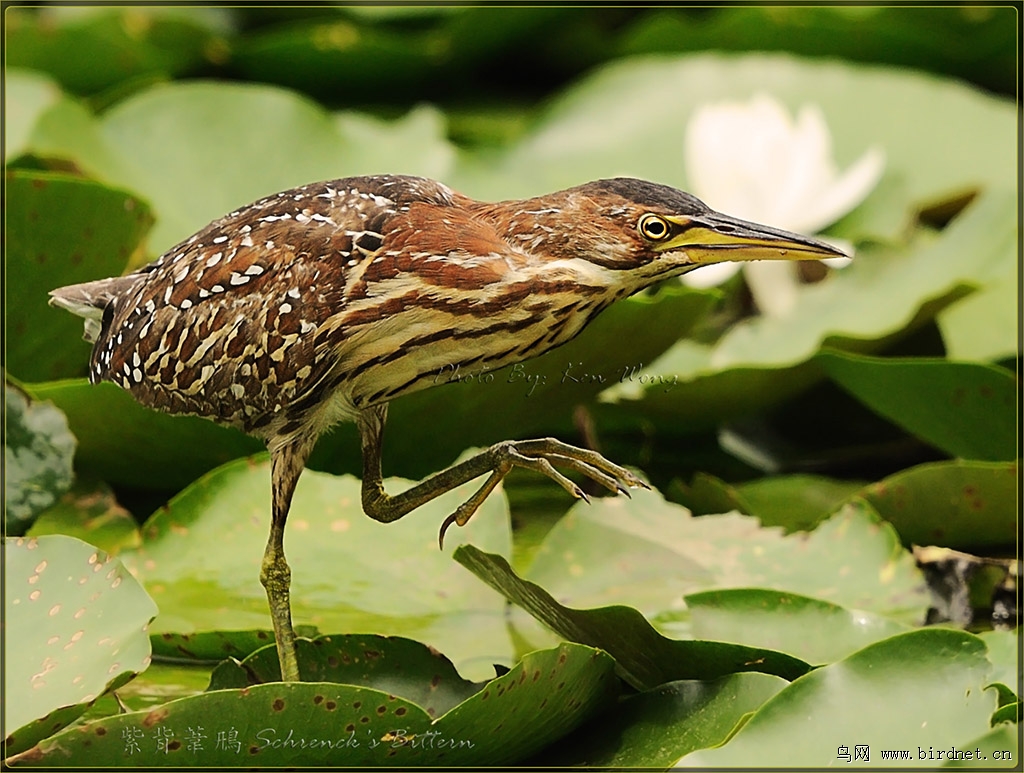 紫背苇鳽