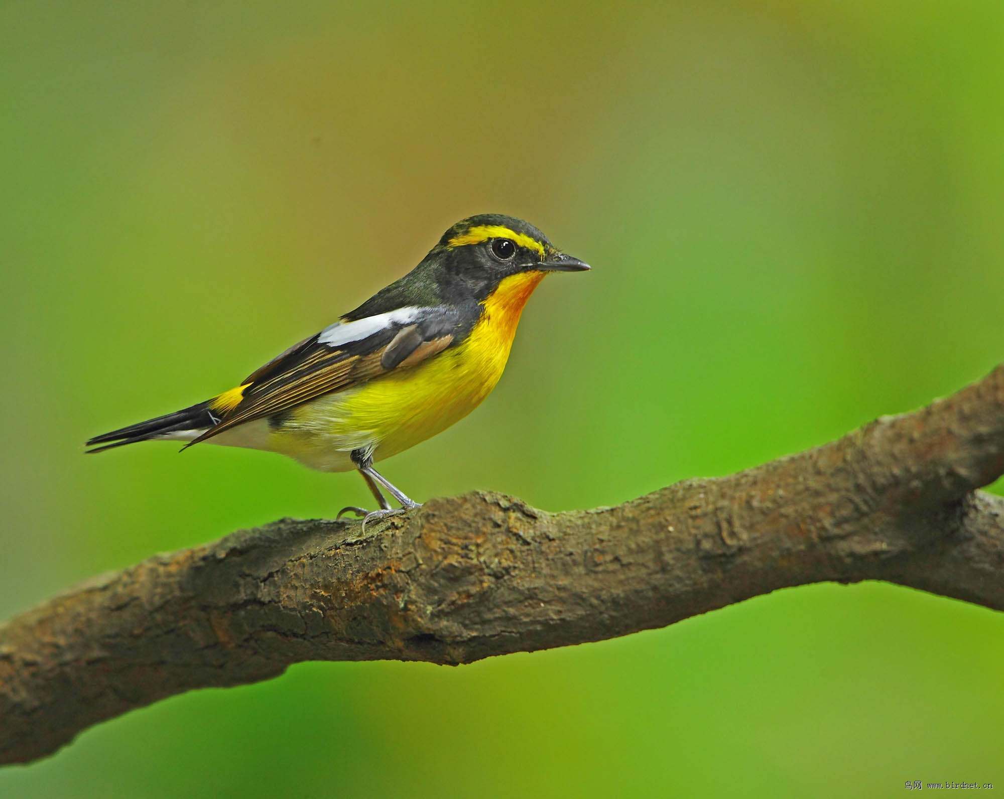 黃眉姬鶲 - 林鳥版 forest birds 鳥網