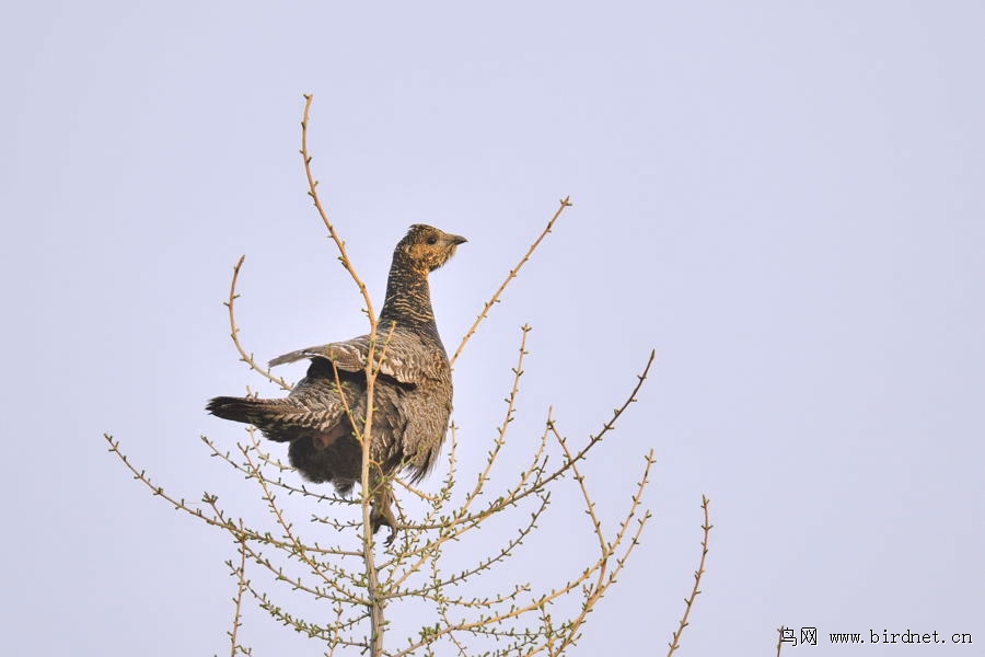 黑嘴松鸡——棒鸡