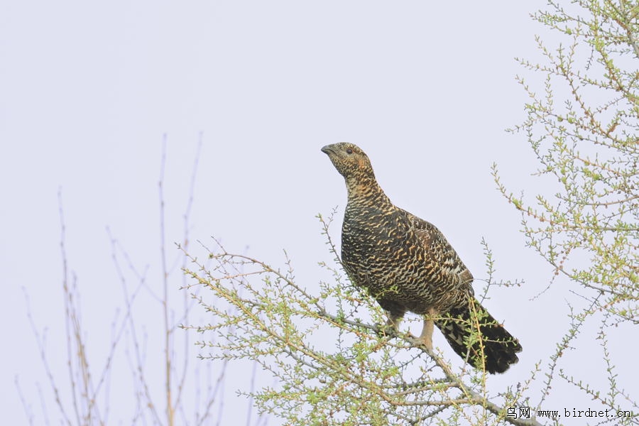黑嘴松鸡——棒鸡