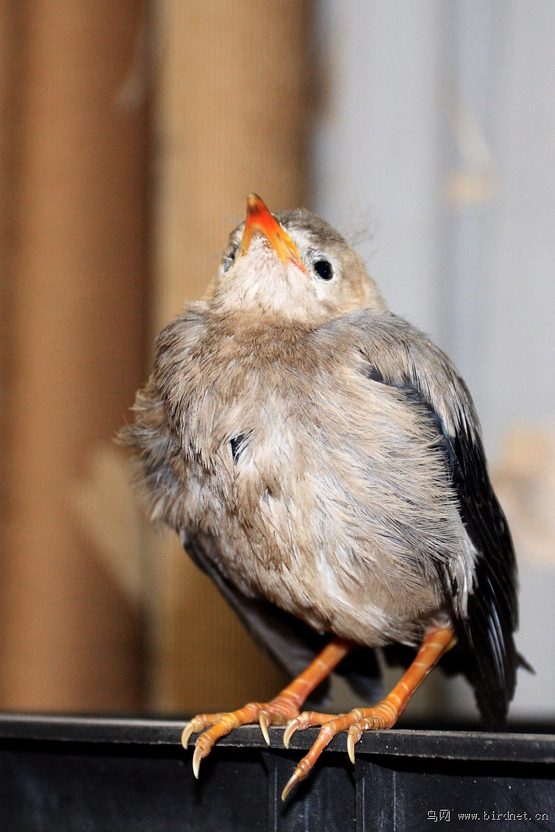 捡回家,喂食一些昆虫,猪肉,大米饭后,湿的羽毛干了,但雏鸟还是不能飞.